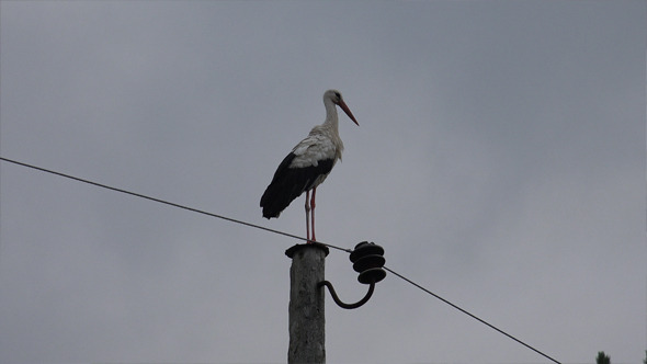 Stork 1 Stork 1