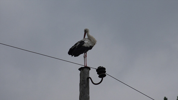 Stork 2 Stork 2