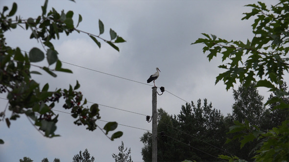Stork 3 Stork 3