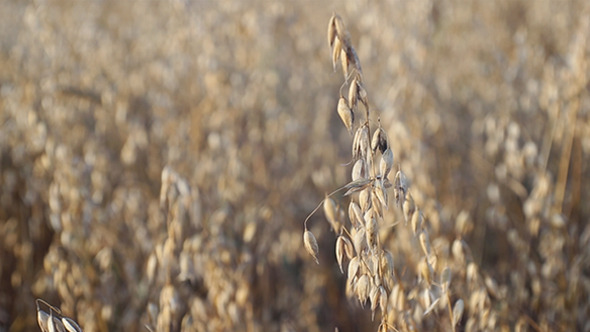 Barley Barley