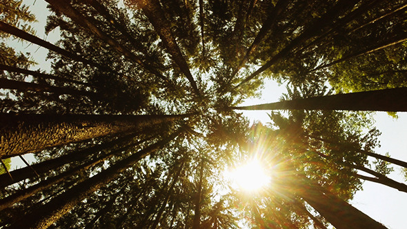 Sunshine Through the Trees Sunshine Through the Trees