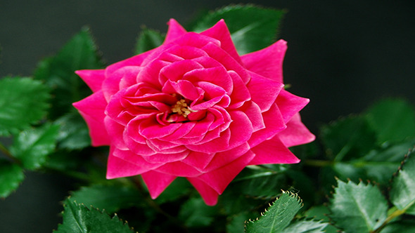 Red Pink Rose Growing On Black Background Red Pink Rose Growing On Black Background