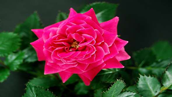 Red Pink Rose Growing On Black Background