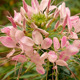 Pink Flower - VideoHive Item for Sale
