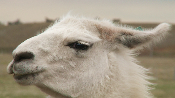 Portrait Of Alpaca Portrait Of Alpaca