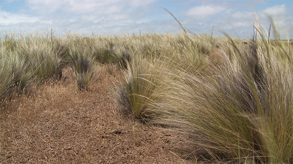 Grass In Wind Grass In Wind