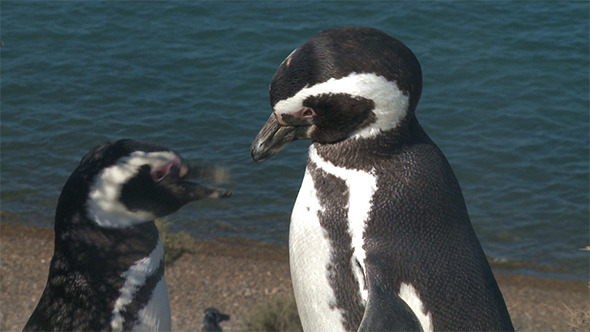 Couple of Penguins Couple of Penguins