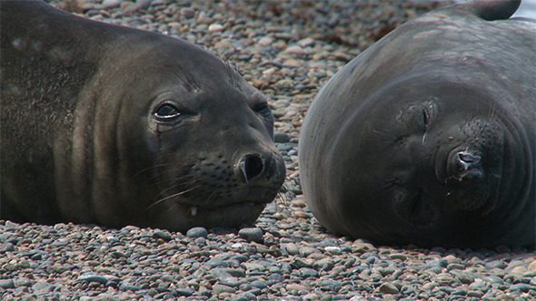 Couple of Fur Seals Couple of Fur Seals
