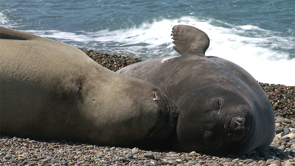 Two Argentinean Fur Seals Two Argentinean Fur Seals