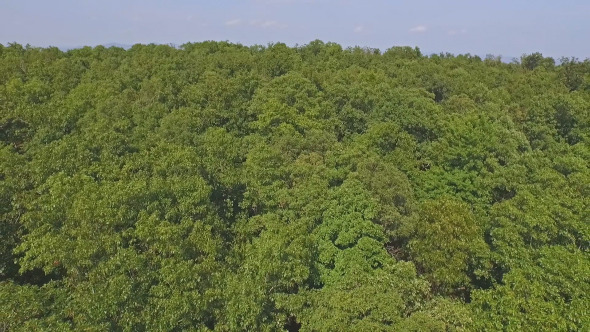 Above Trees Above Trees