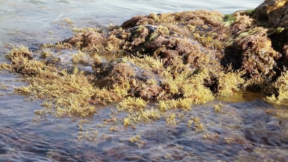 Seaweeds On Stone