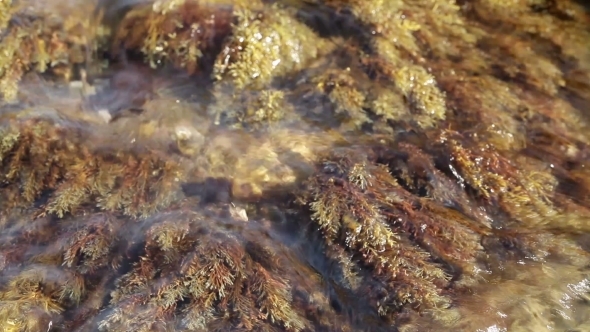 Seaweeds On Stone Under Water Seaweeds On Stone Under Water