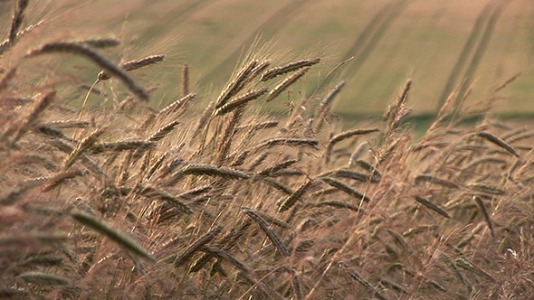 Field Of Growth Agriculture Wheat