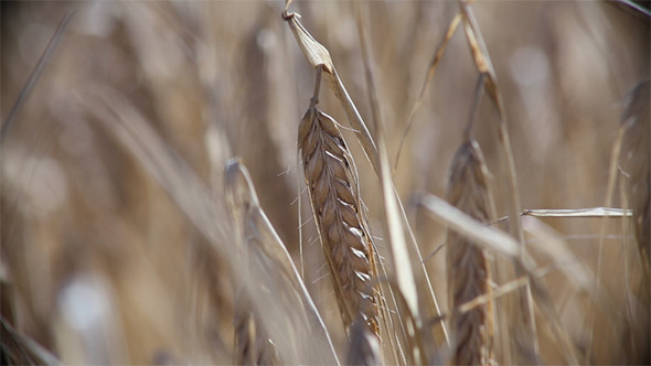 Rye on the Light Wind 3 Rye on the Light Wind 3