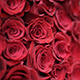 Huge Bouquet Of Red Roses - VideoHive Item for Sale