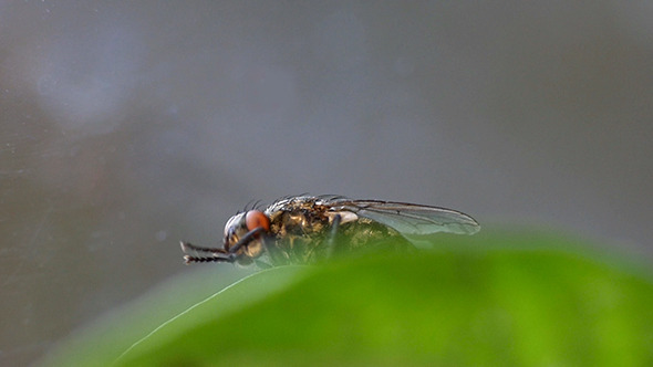 Housefly Fly Setting In Green Leaf Housefly Fly Setting In Green Leaf
