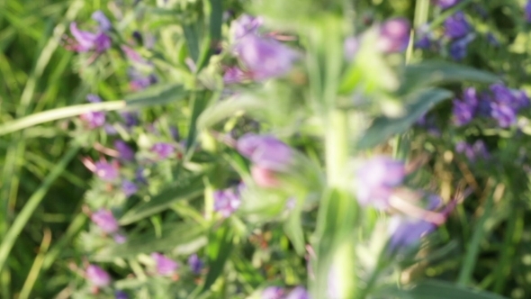 Purple Wildflowers. Phacelia