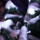 Illumination On Christmas Tree CU - VideoHive Item for Sale