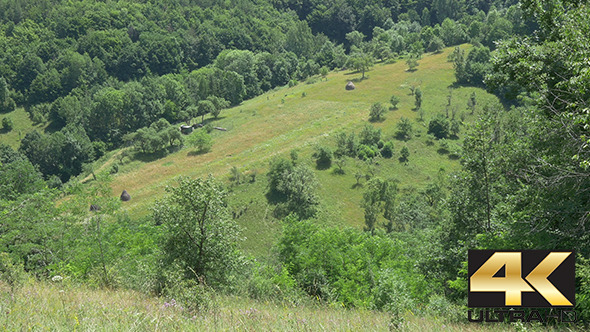 Forests and Grasslands in Summer Forests and Grasslands in Summer