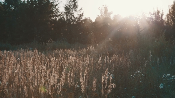 Field Of Grass During Sunset Field Of Grass During Sunset