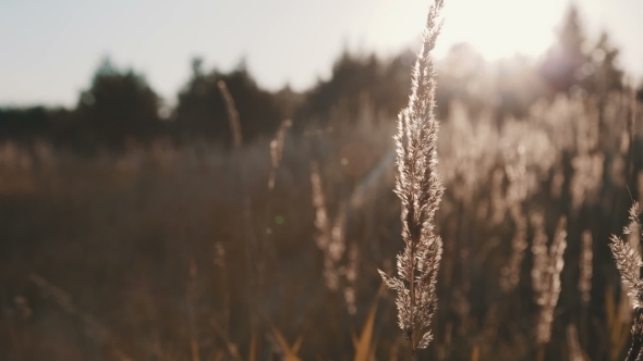 Field Of Grass During Sunset Field Of Grass During Sunset