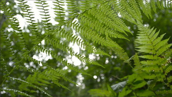 Green Leaves from a Waving Tree