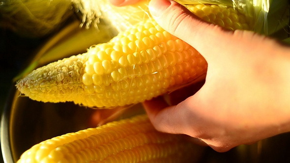 Hands of Girl Opening Ear of Corn