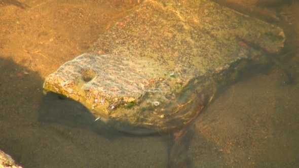 The Stone At The Bottom Of The River