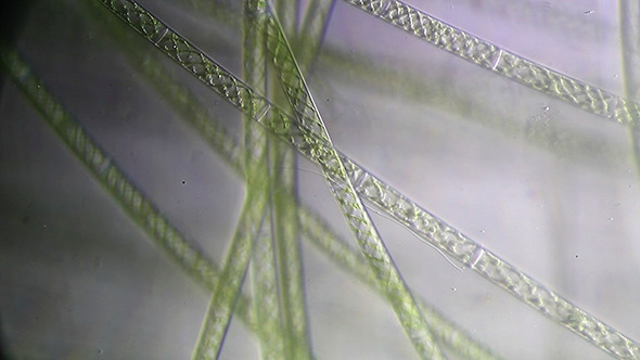 Microscopy: Microscopic Filamentous Algae (Genus Spirogy) 003