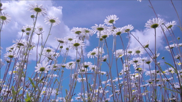 The Daisies Waving on the Breeze of the Wind