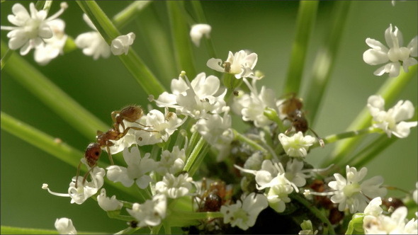 Big Ants on the White Flowers