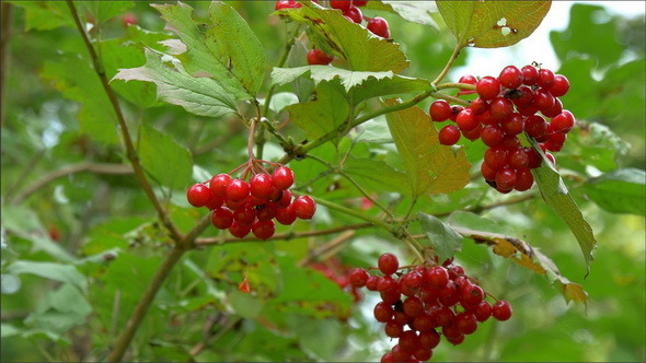 The Red Hawthorn Fruit on the Tree