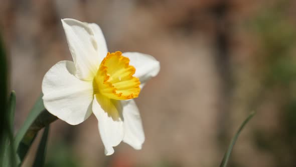 Shallow DOF of spring  garden and  colorful Narcissus flower 4K 2160p 30fps UltraHD footage - Beauti alt