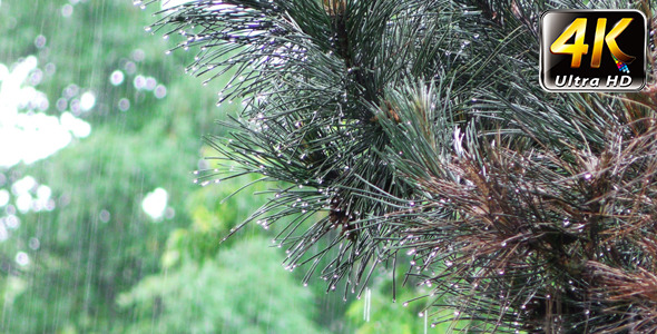 The Rain and Tree Plant Leaves alt