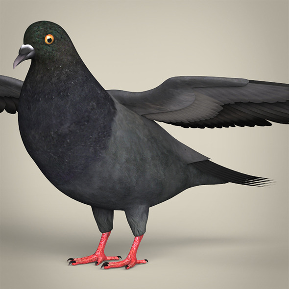 Realistic Pigeon Bird - 3Docean 12636415