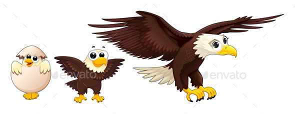 Development of the Eagle in Different Ages - Animals Characters