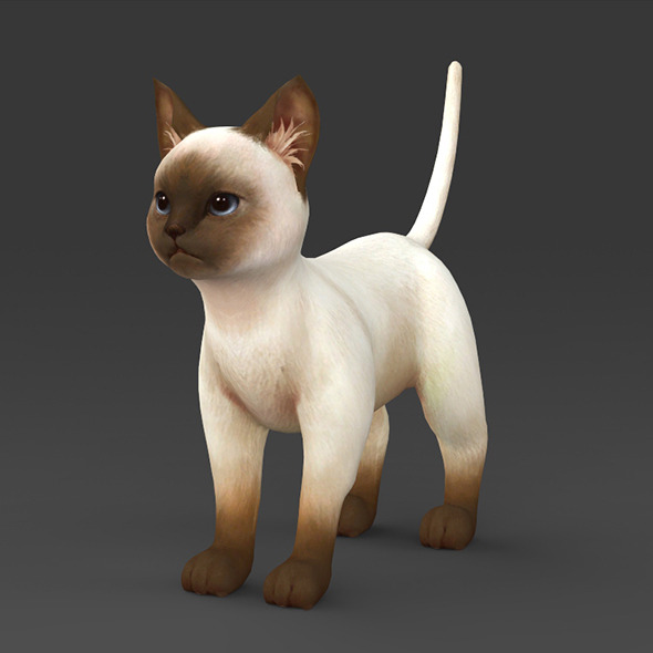 White Brown Kitten - 3Docean 12637109