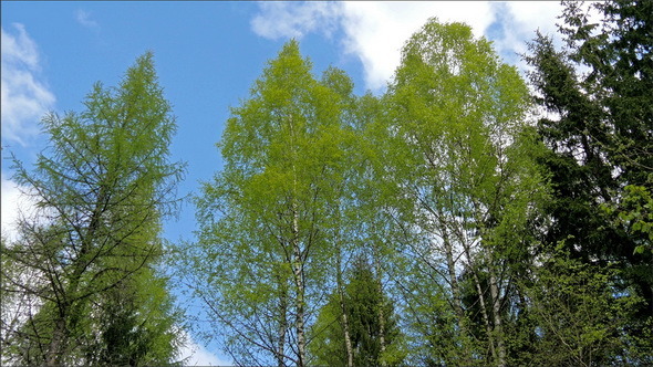 Tall Green Trees with the Blue Sky