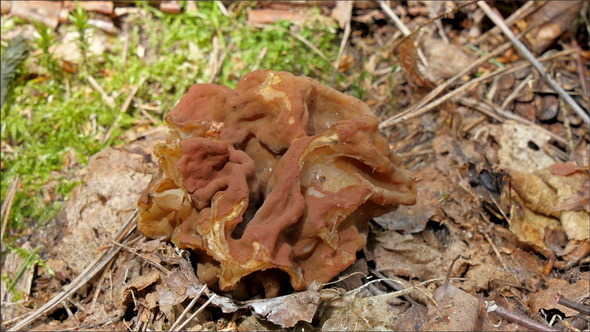 Ascomycete Fungus in the Ground