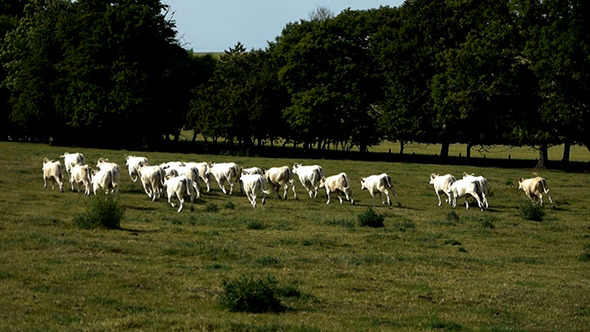 Herd Of Cows Runs On The Meadow