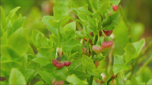 Closer Look of the Blueberry Fruit 