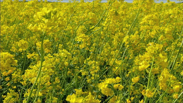 Waving Rapeseed or Brassica Napus Plant  