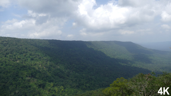 Forest On Mountain Forest On Mountain