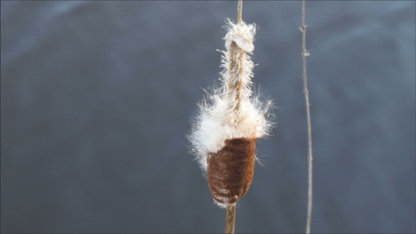 An Open Flower of the Typha Plant