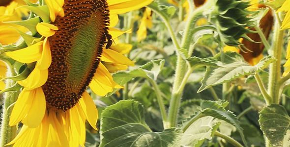 Bee on Sunflower Bee on Sunflower