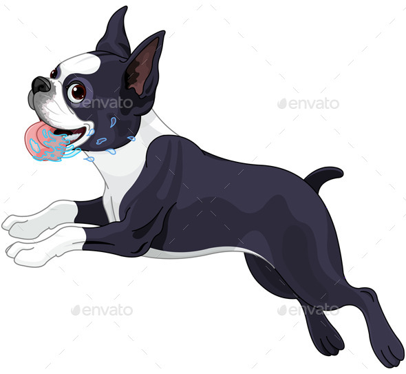 Boston Terrier Boston Terrier