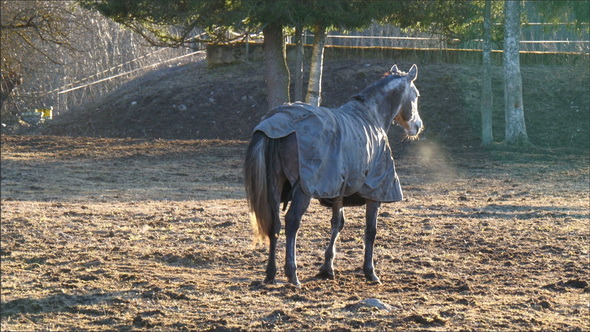 A Horse Lying on the Dusty Ground