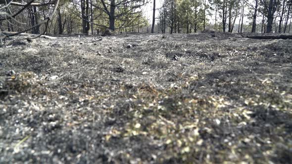 Forest After Big Wildfire, Burned Grass and Burned Trees, Ecology Catastrophe, Disaster