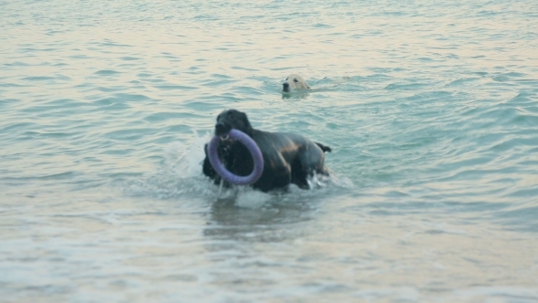 Group Of Three Labradors Retrievers Swimming alt