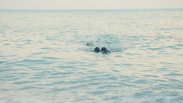 Group Of Three Labradors Retrievers Swimming And alt
